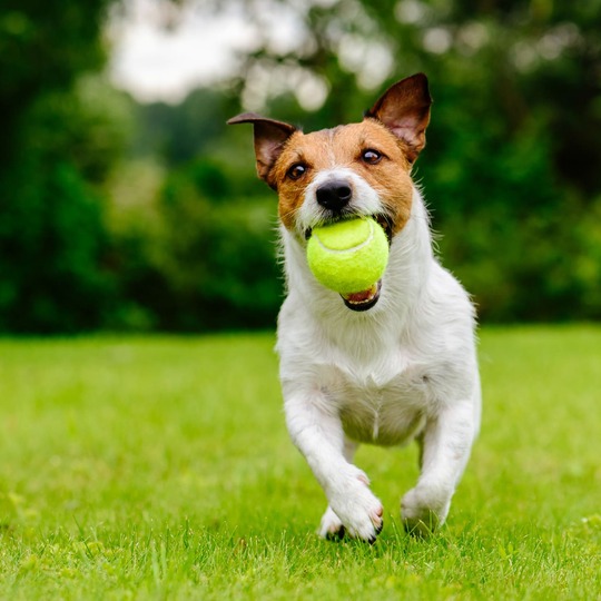AdobeStock_177243386