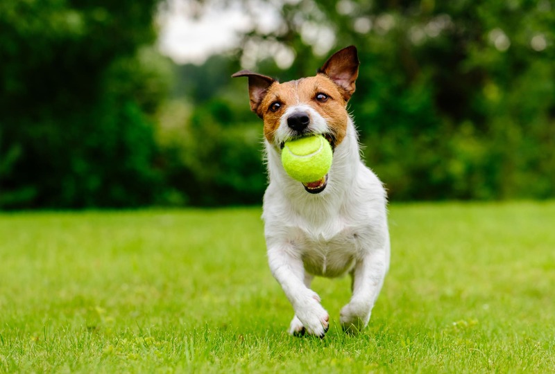 AdobeStock_177243386