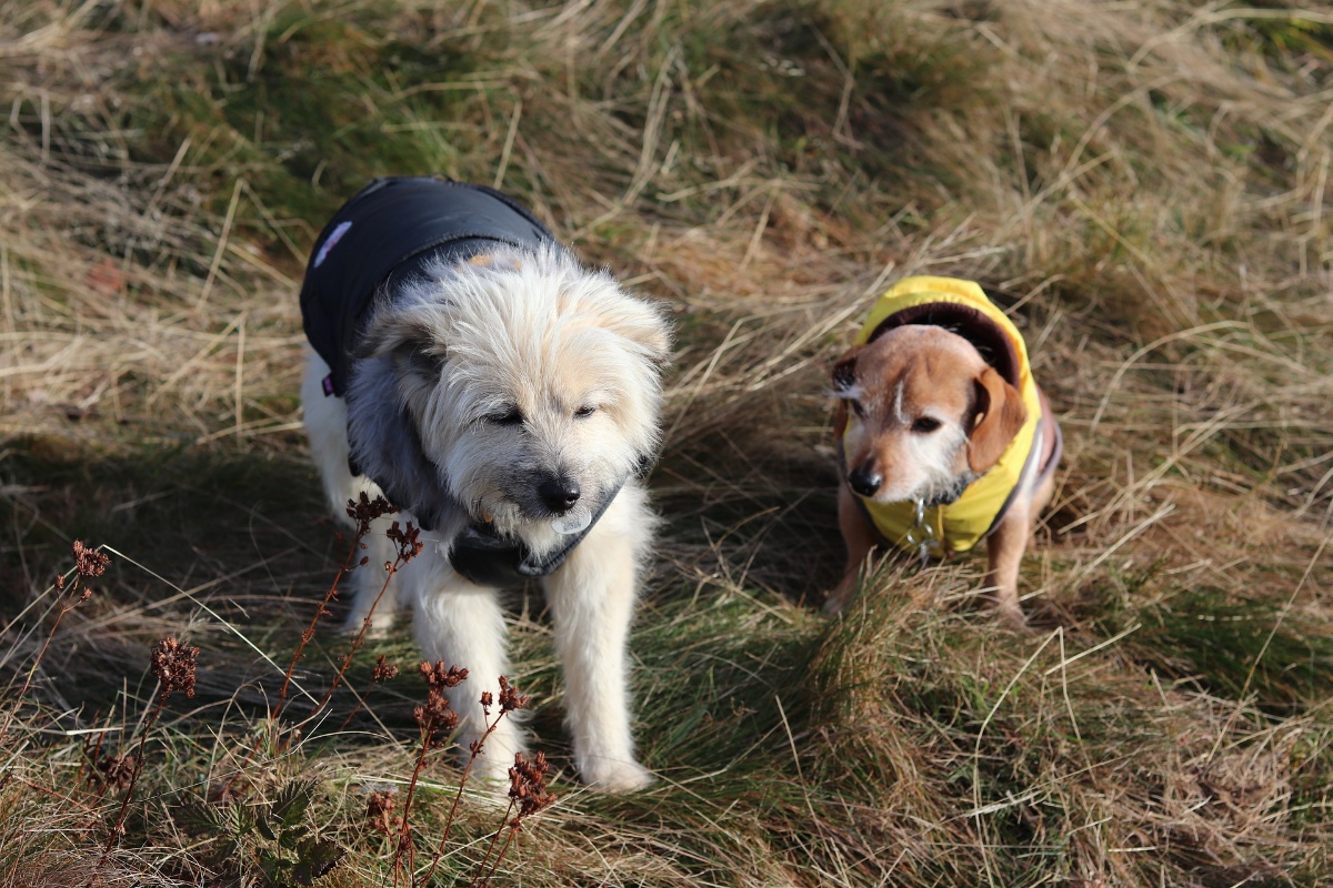 dogs-5770413_1920