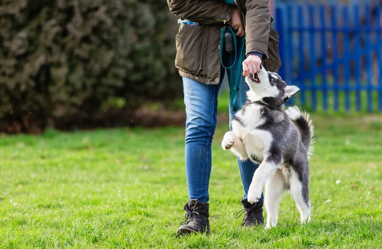 出張トレーニング | 埼玉のドッグトレーニングならK-DogTraining