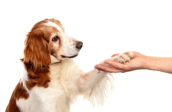 料金設定が明確 | 埼玉のドッグトレーニングならK-DogTraining