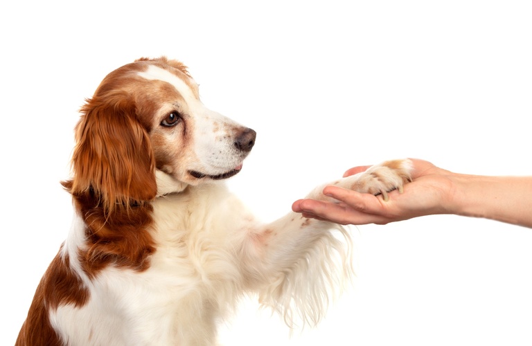 料金設定が明確 | 埼玉のドッグトレーニングならK-DogTraining