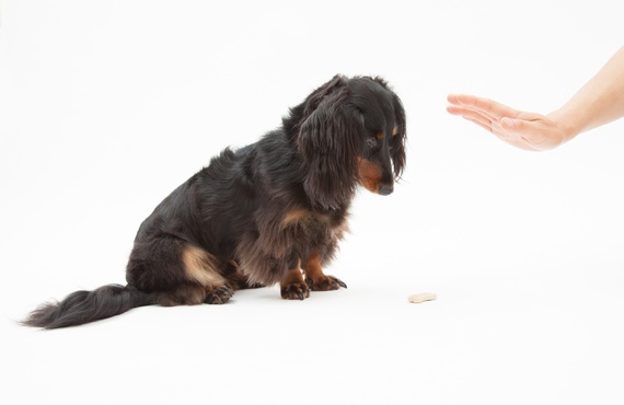自宅でのしつけ | 埼玉のドッグトレーニングならK-DogTraining
