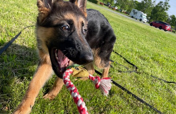 【トレーニング方法にお悩みの方必見】埼玉でドッグトレーニングをお探しならK-DogTraining