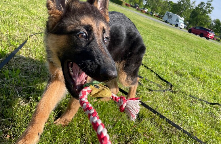 【トレーニング方法にお悩みの方必見】埼玉でドッグトレーニングをお探しならK-DogTraining